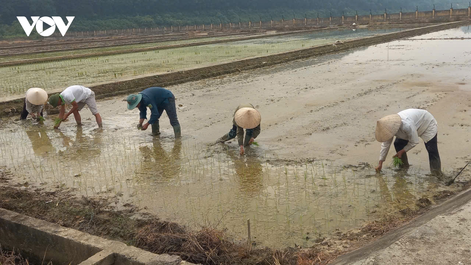Khát vọng lúa lai