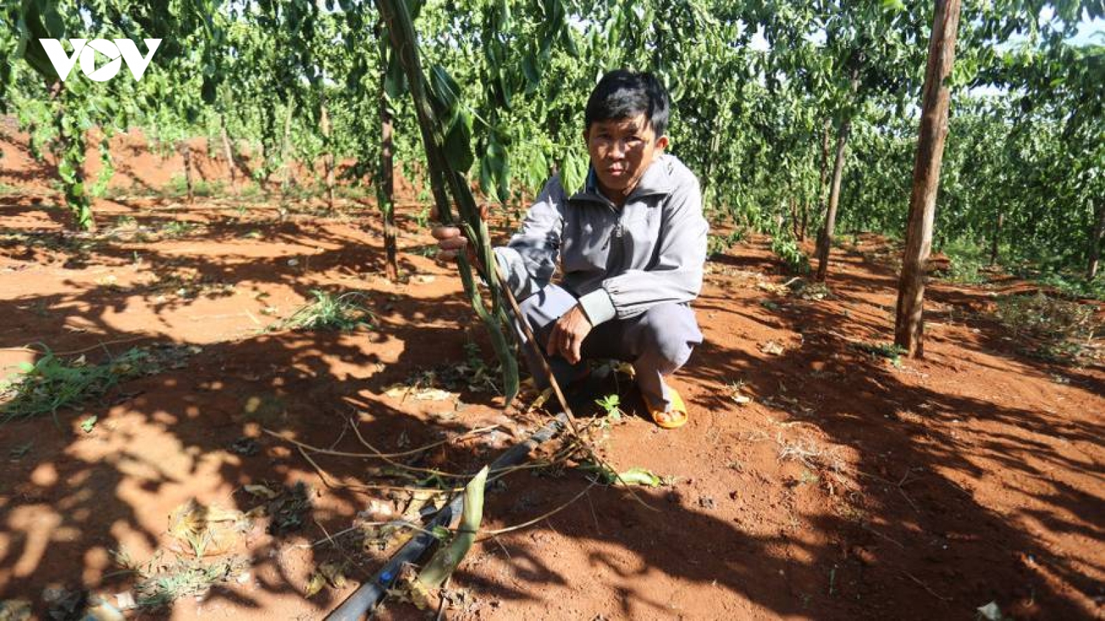 Một hộ dân bị kẻ gian chặt phá hàng trăm gốc chanh dây