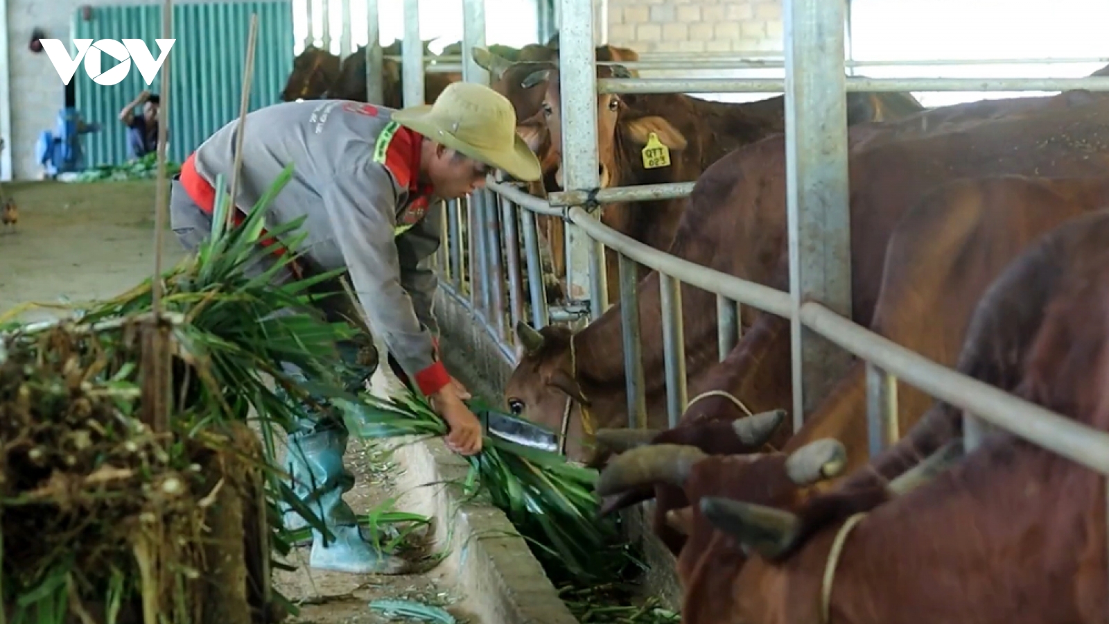 Hướng phát triển nông nghiệp bền vững ở vùng cao Than Uyên