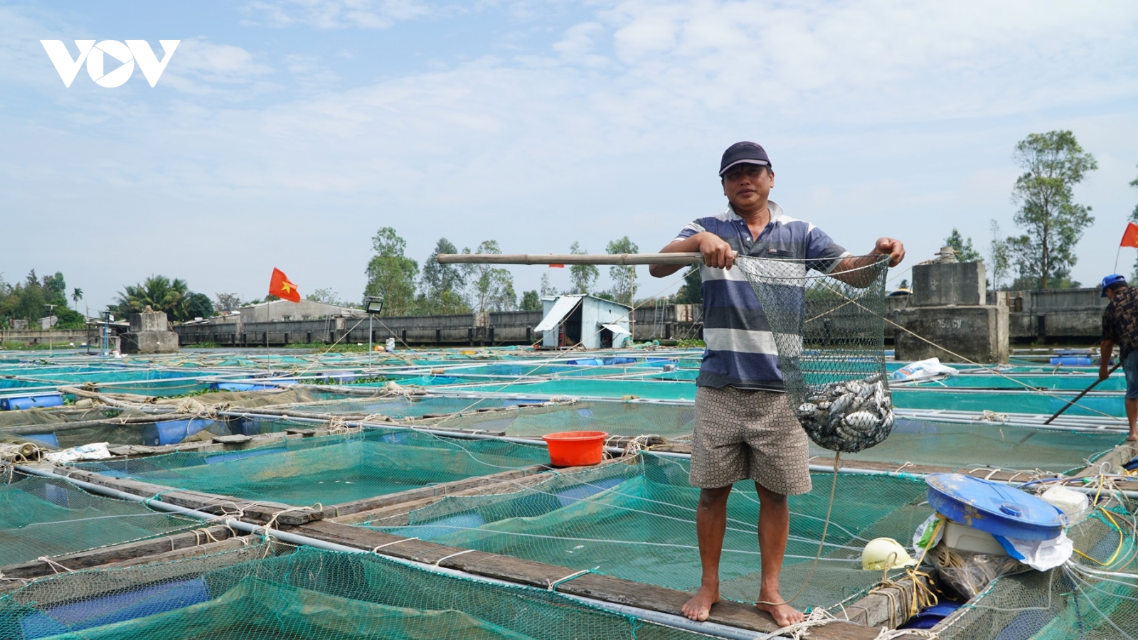 Gần 300 tấn cá lồng bè trên sông Thu Bồn chết hàng loạt