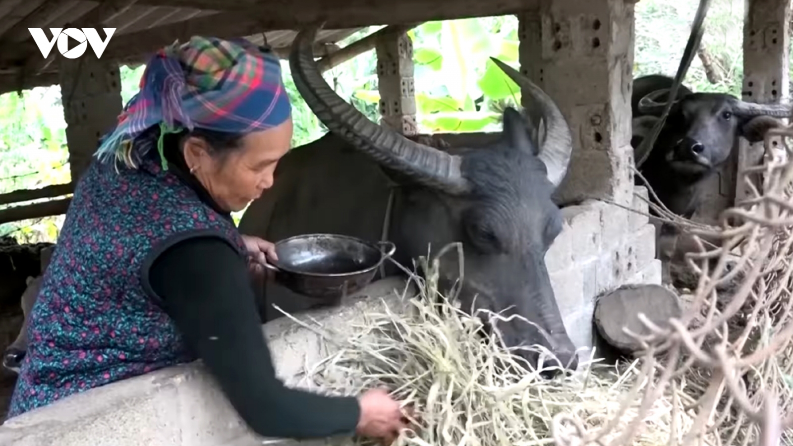 Người dân Lai Châu chủ động bảo vệ đàn gia súc khi rét đậm, rét hại kéo dài