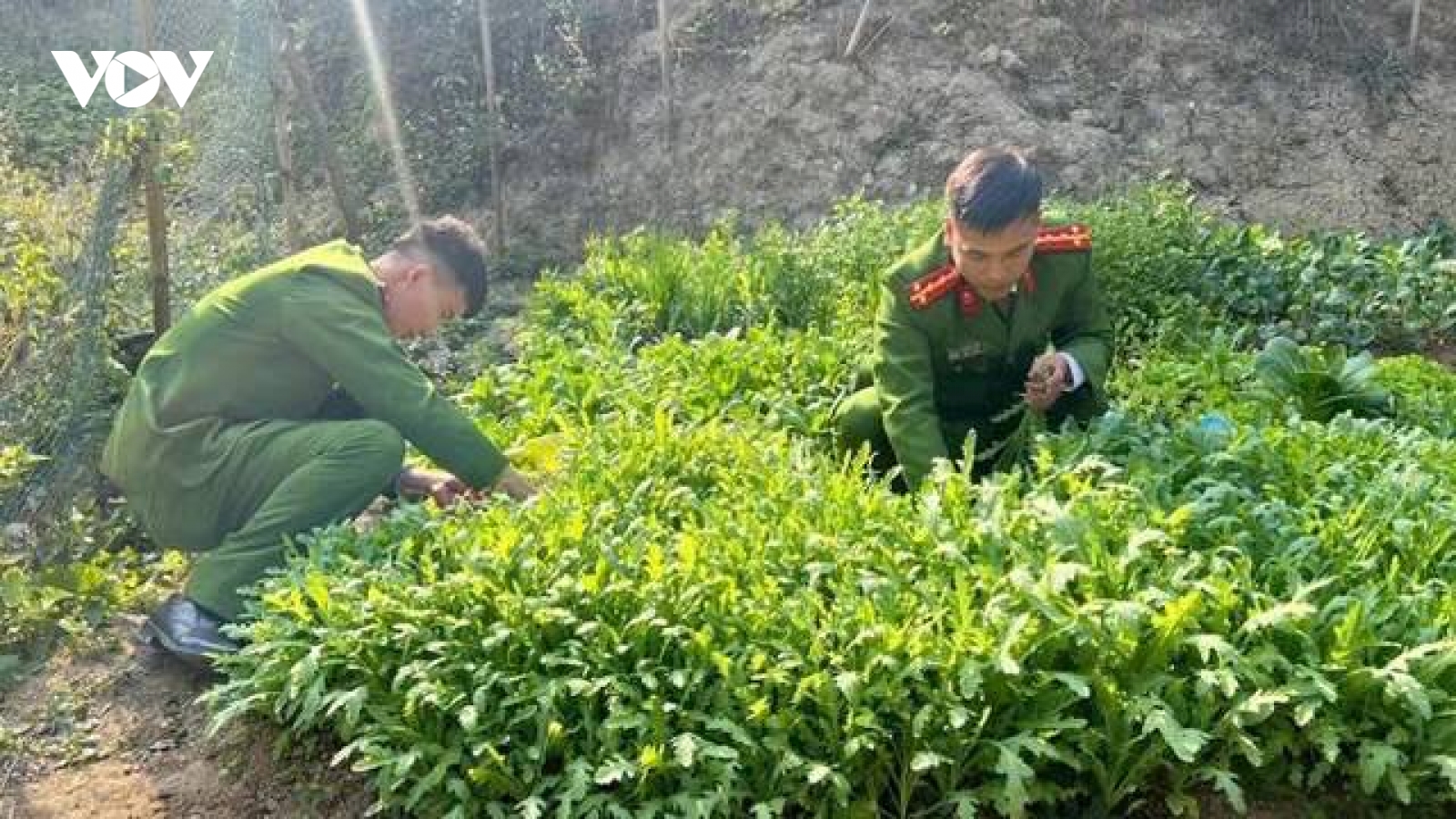 Trồng gần 2.800 cây thuốc phiện để làm rau ăn hàng ngày