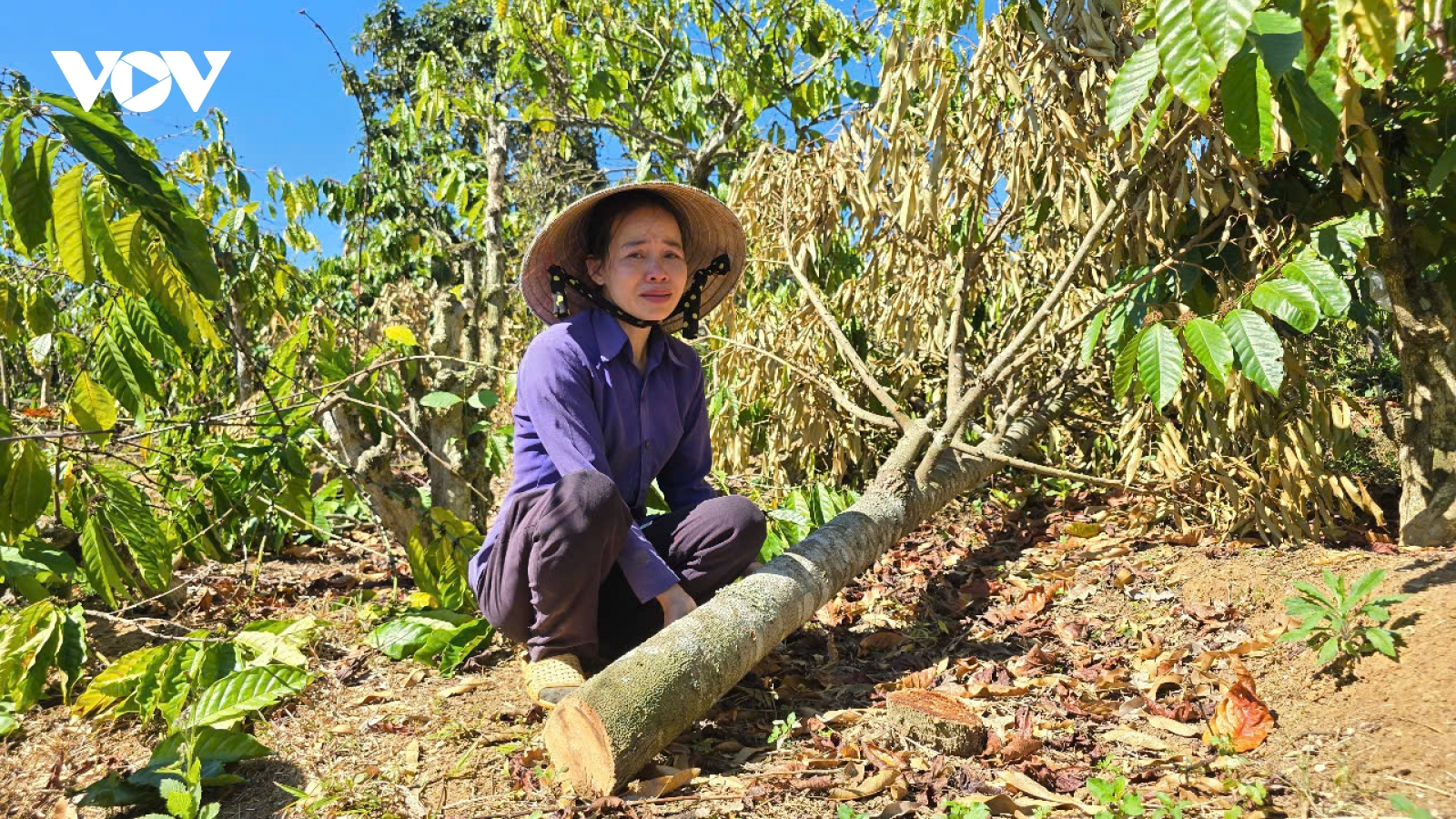 Hàng trăm trụ tiêu, cà phê ở Gia Lai bị phá hoại