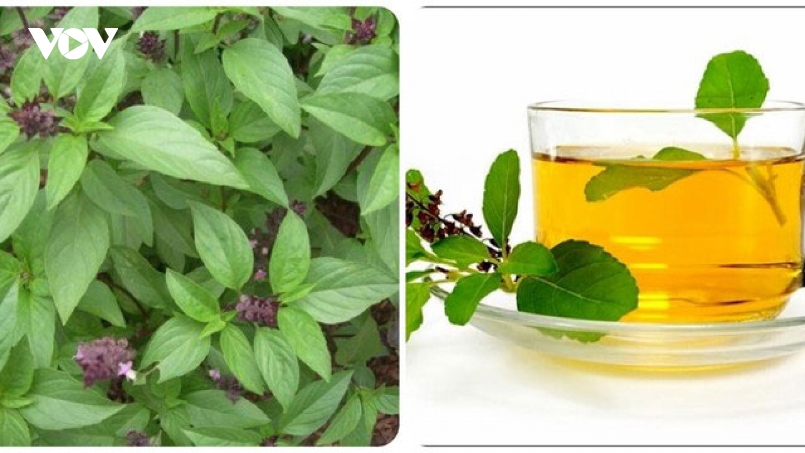 Uống nước húng quế mỗi ngày có tốt cho sức khoẻ?