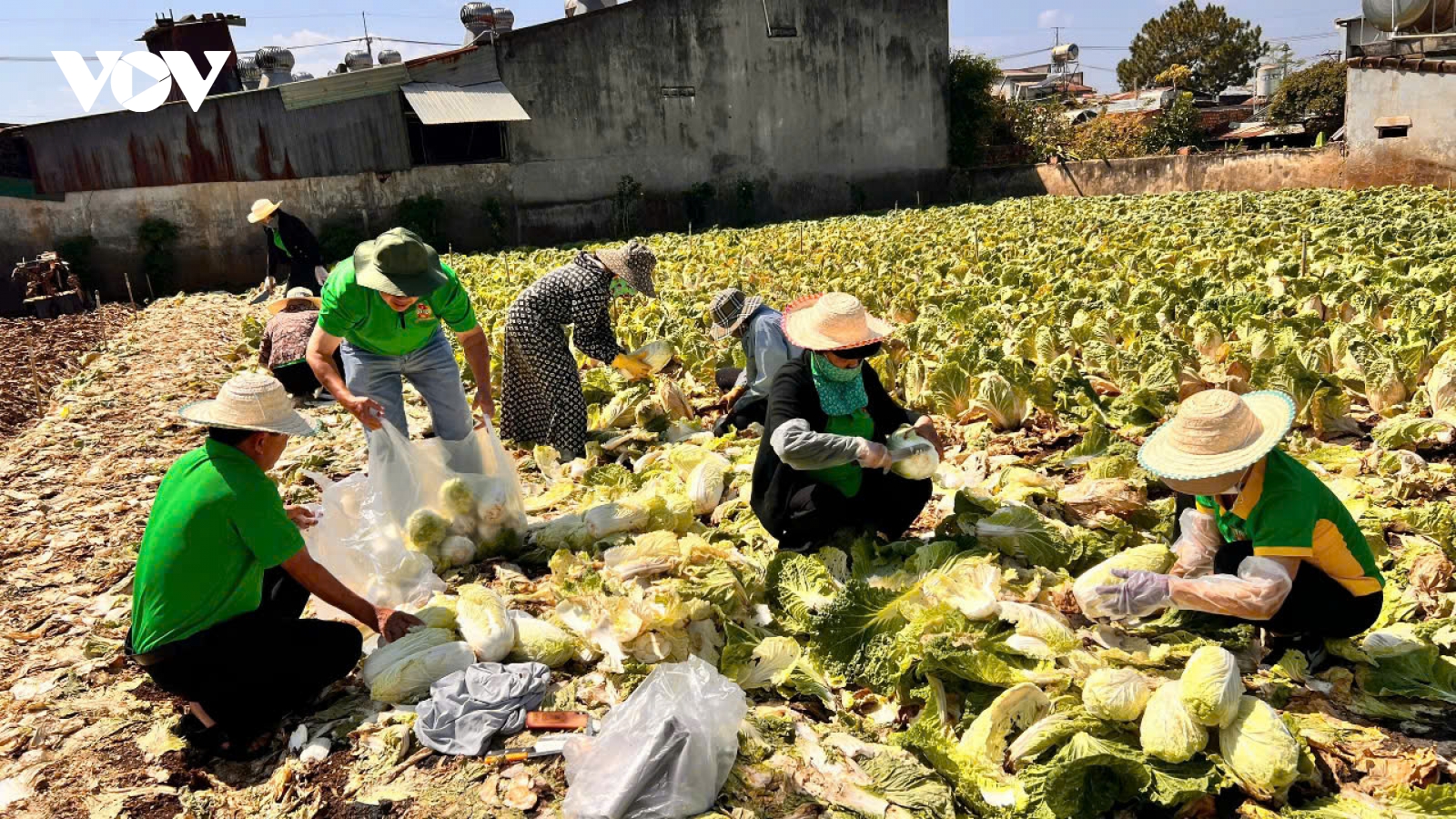 Giá rau giảm mạnh, nông dân Gia Lai gặp khó