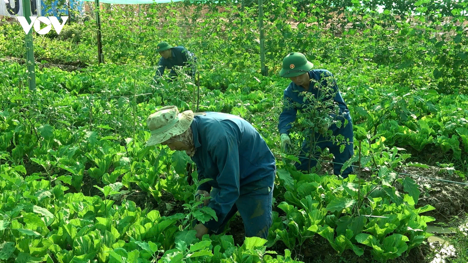 Vườn rau xanh mướt của lính công binh Việt Nam trên đất Châu Phi