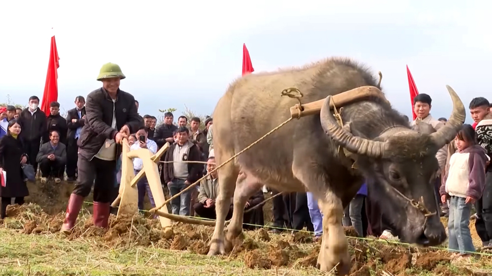 Độc đáo hội thi cày ruộng của đồng bào Mông Lai Châu