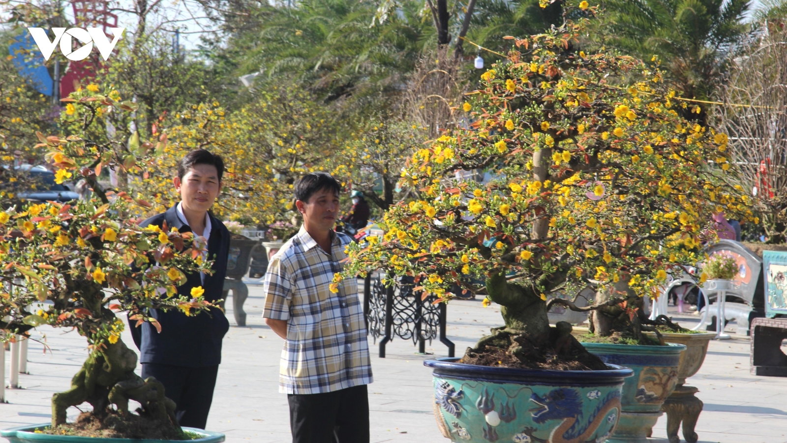 Hàng trăm cây mai được trưng bày tại lễ hội mai vàng An Nhơn (Bình Định)