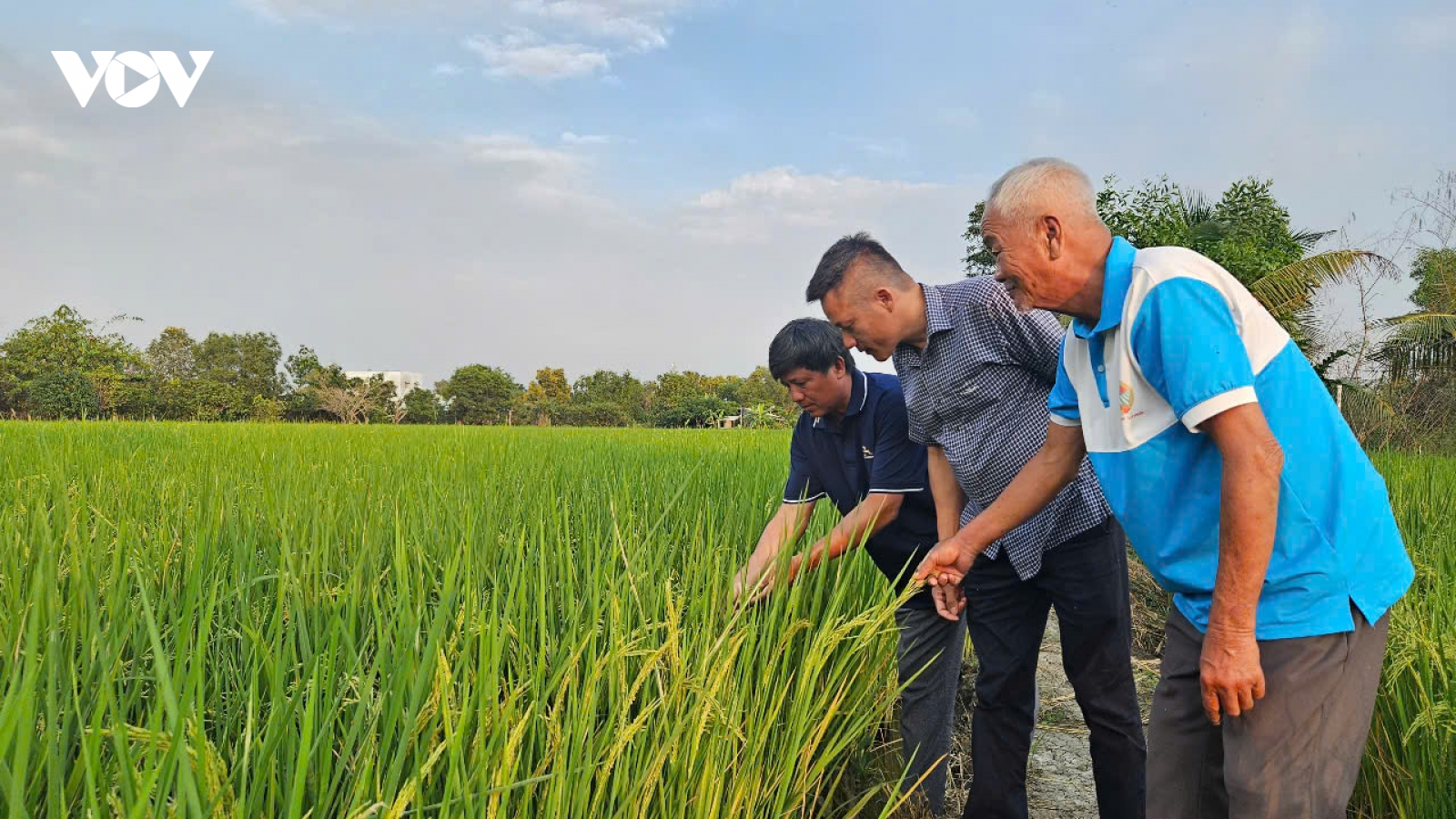Đầu Xuân, nông dân Bình Chánh kể chuyện làm nông nghiệp bền vững