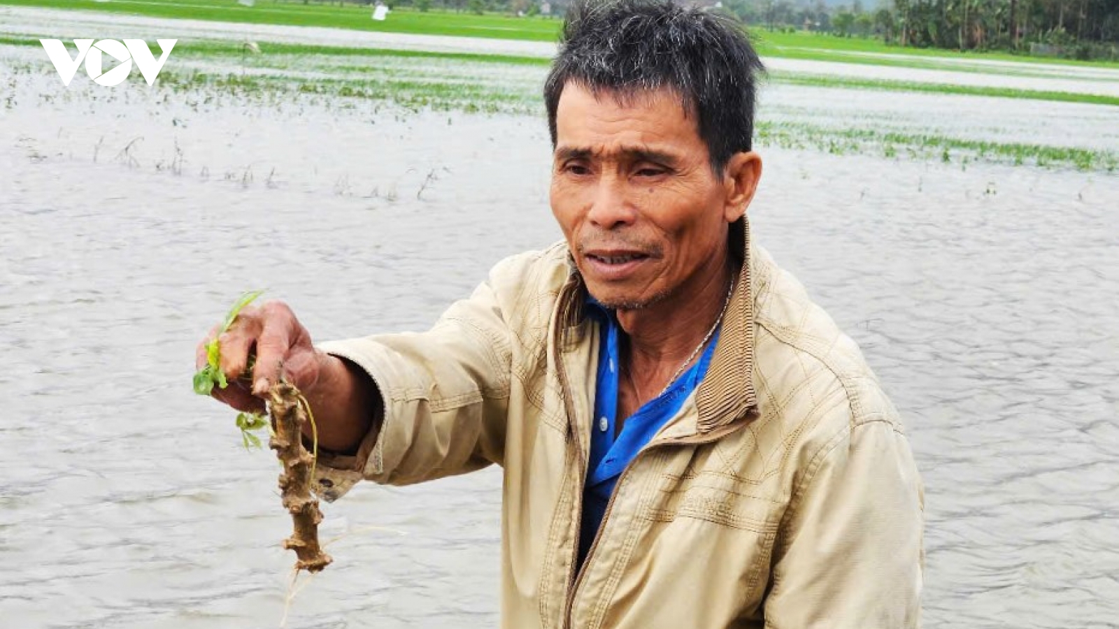 Phú Yên: Hàng ngàn ha lúa và hoa màu bị nước lũ nhấn chìm