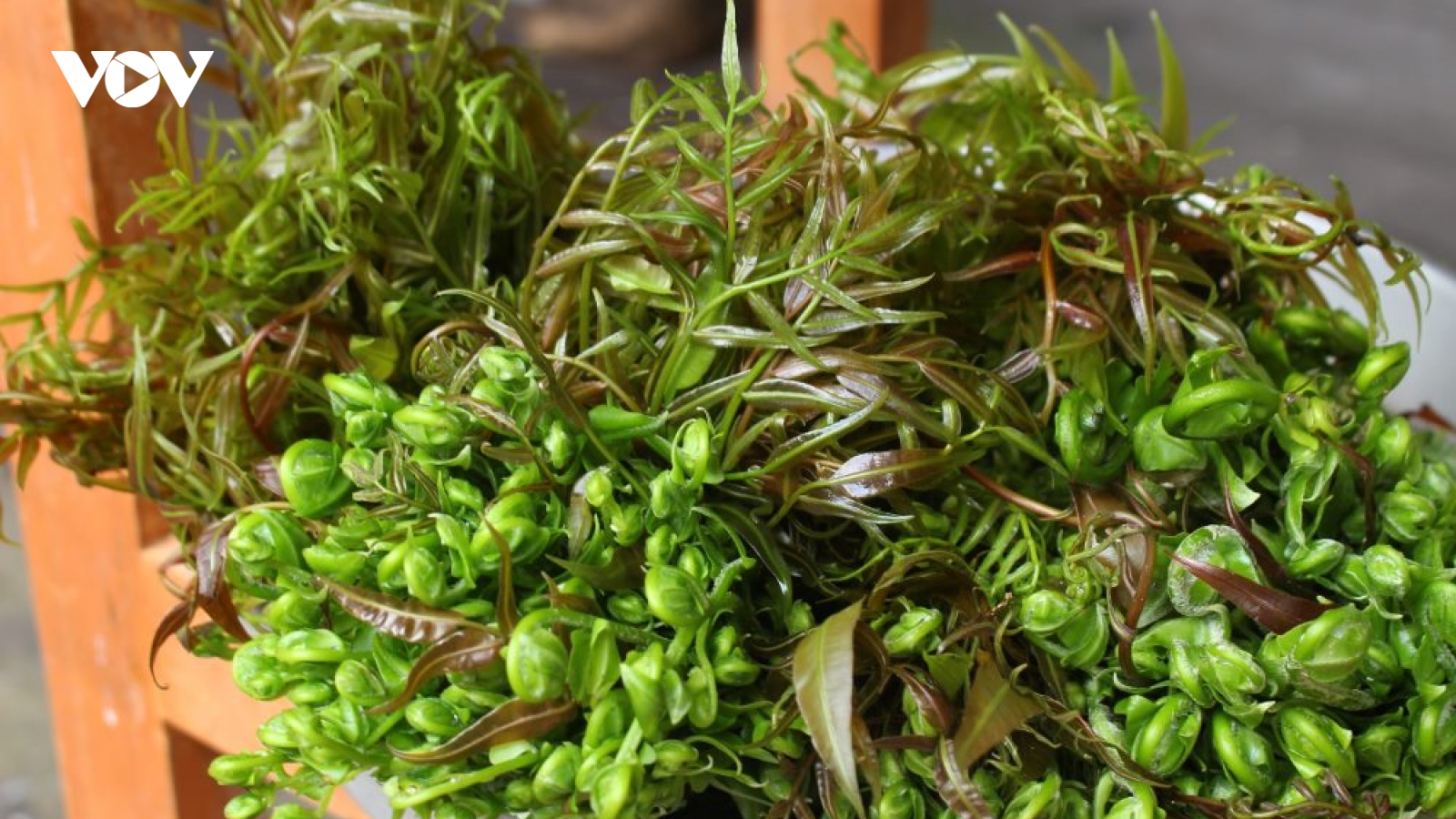 Loại rau rừng ngon, bổ, rẻ ở miền Tây được mệnh danh là “thần dược”