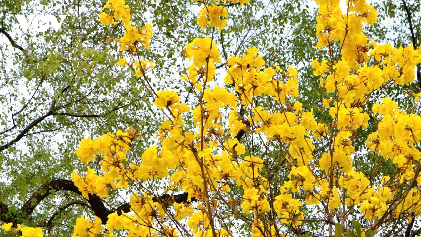 Hoa phong linh “nhuộm” vàng phố phường Hà Nội