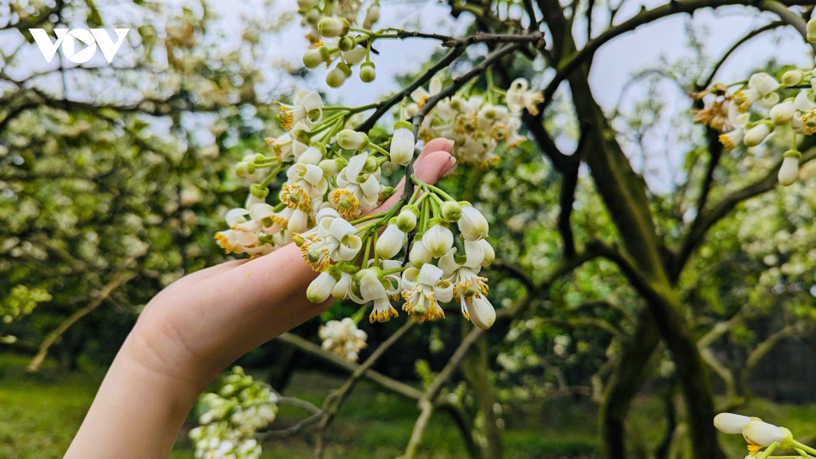 Nồng nàn hương bưởi tháng 3