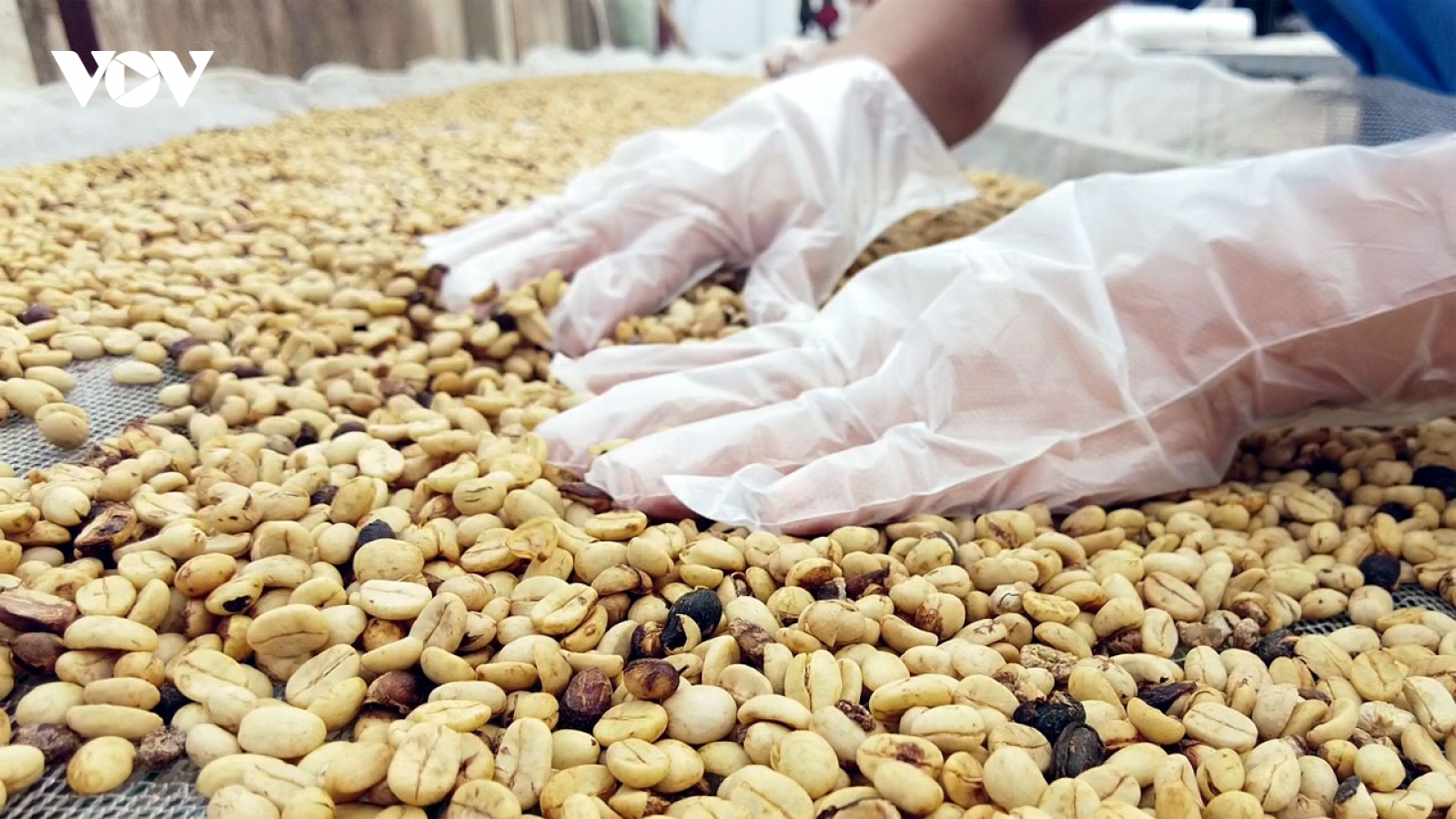 Giá cà phê hôm nay 13/4: Cà phê trong nước tăng 300 đồng/kg