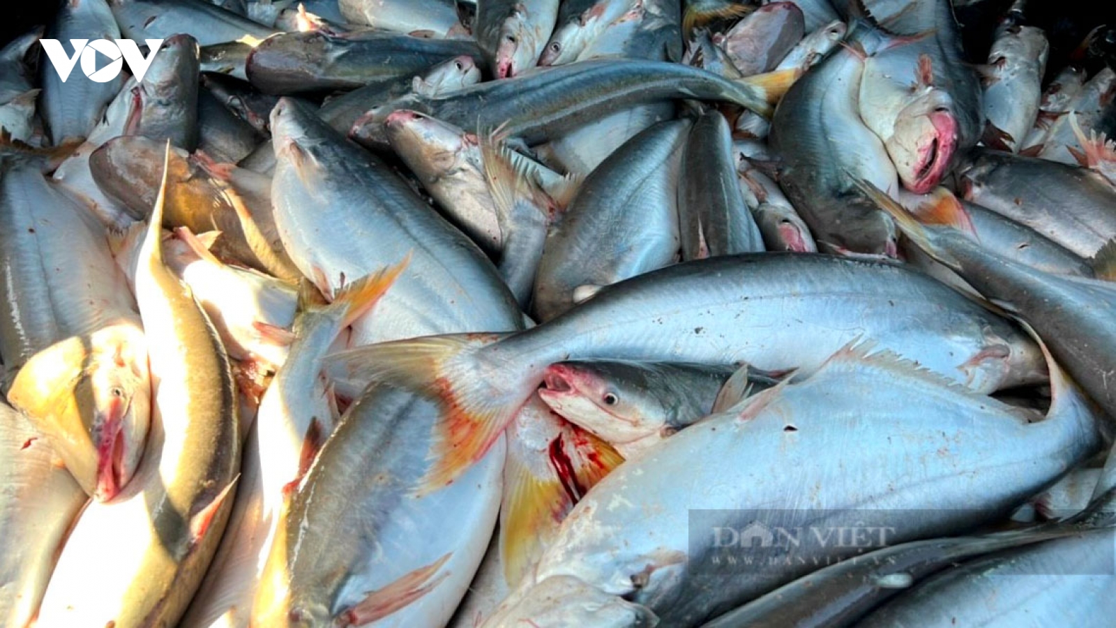 Cá có mùi thơm lạ thành món khoái khẩu, giá 700.000 đồng/kg