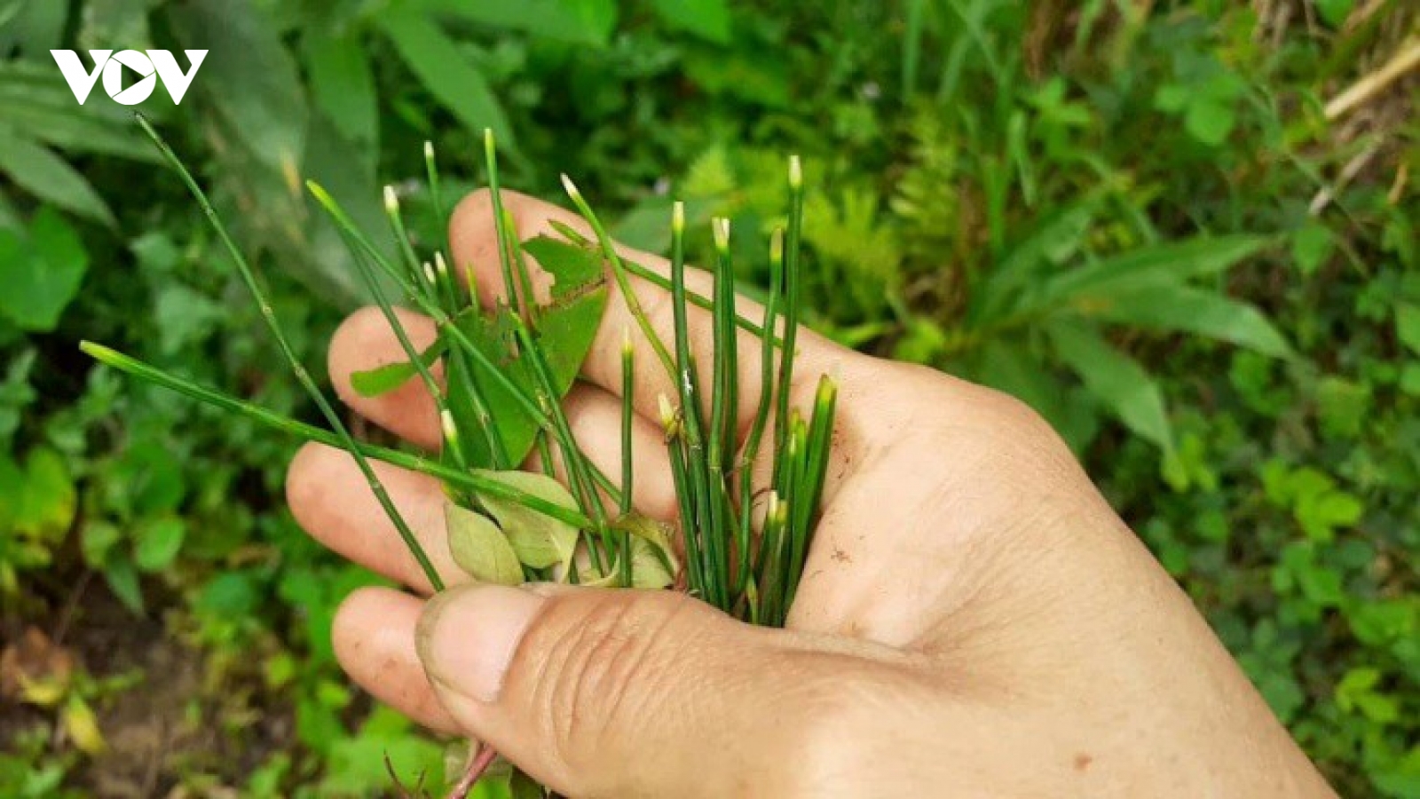 Cây dại không hoa không hạt, hóa ra là “mỏ vàng” ở Việt Nam