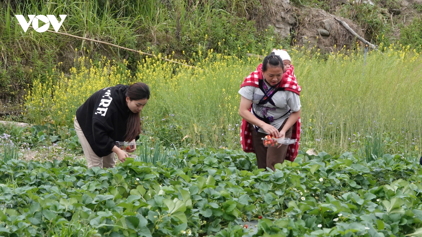 Mù Cang Chải: Trồng dâu tây cho doanh thu gấp 4 lần trồng lúa