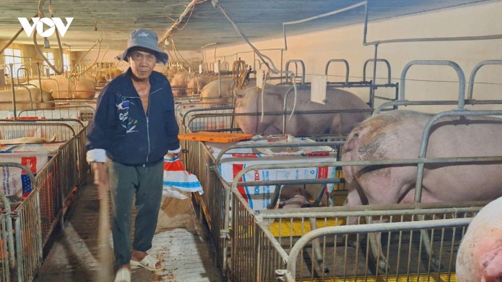 Heo hơi quay đầu giảm giá vì hàng nhập lậu qua biên giới?
