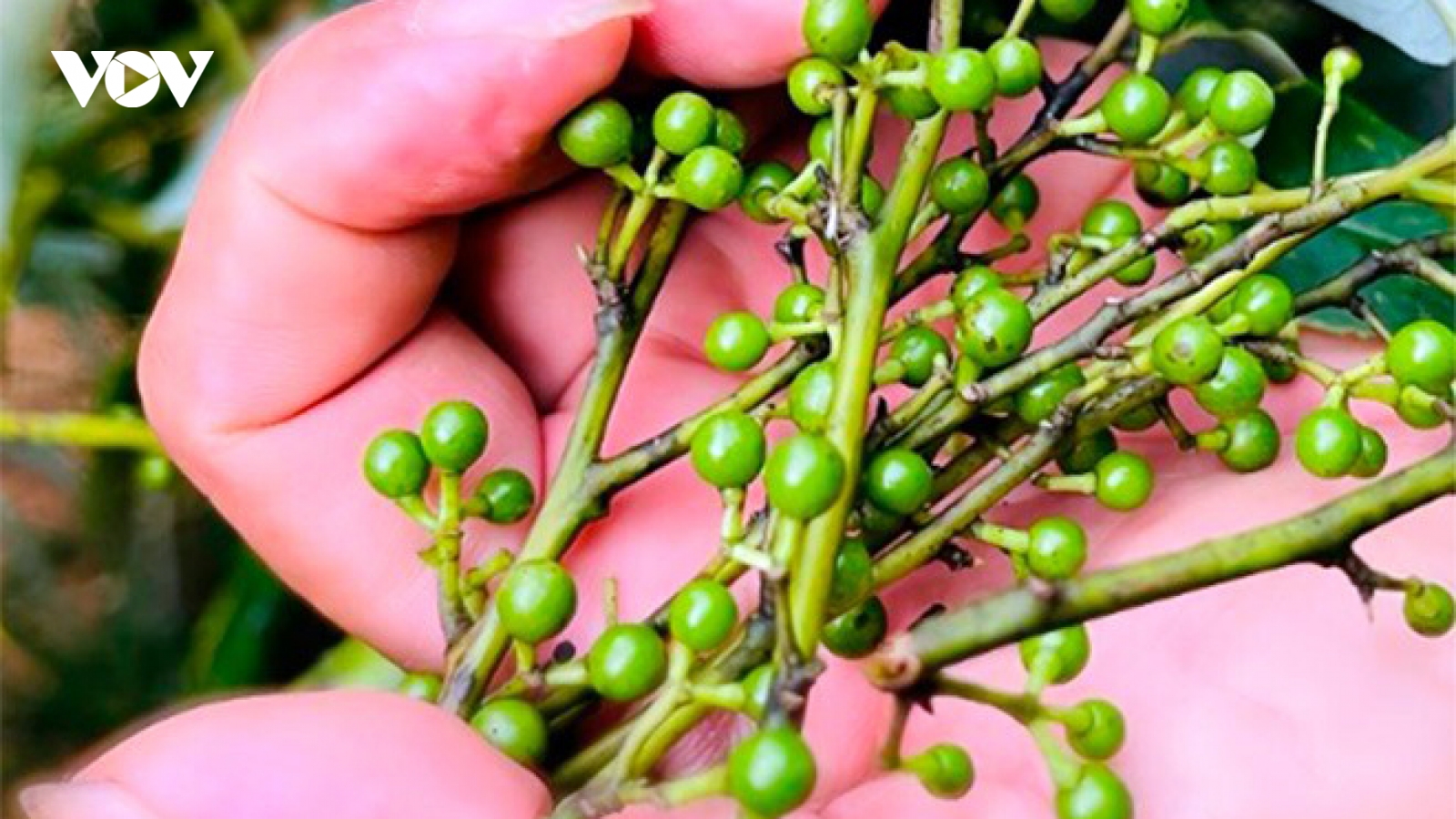 Quả rừng thơm nức, thành đặc sản khoái khẩu giá bán 250.000 đồng/kg