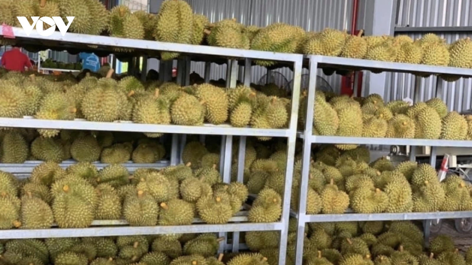 Vietnam’s first batch of frozen durian heads to China