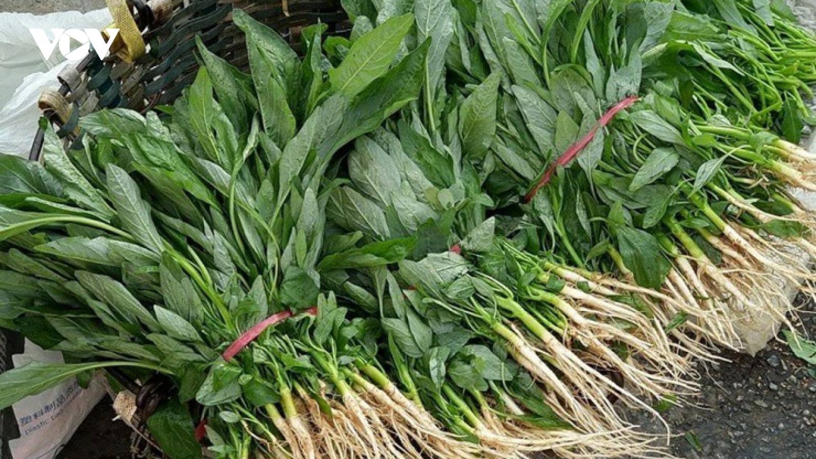 “Ác quỷ nhà nông” mọc hoang bỗng hóa mỏ tiền