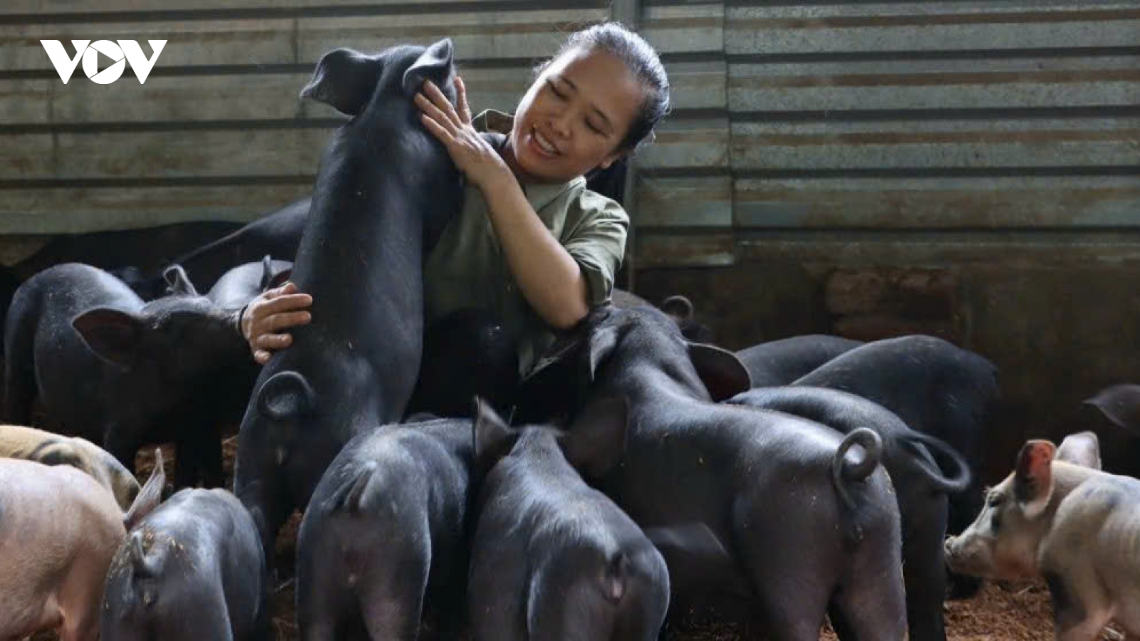 Giá lợn hơi giảm, vì sao sức mua vẫn ảm đạm?