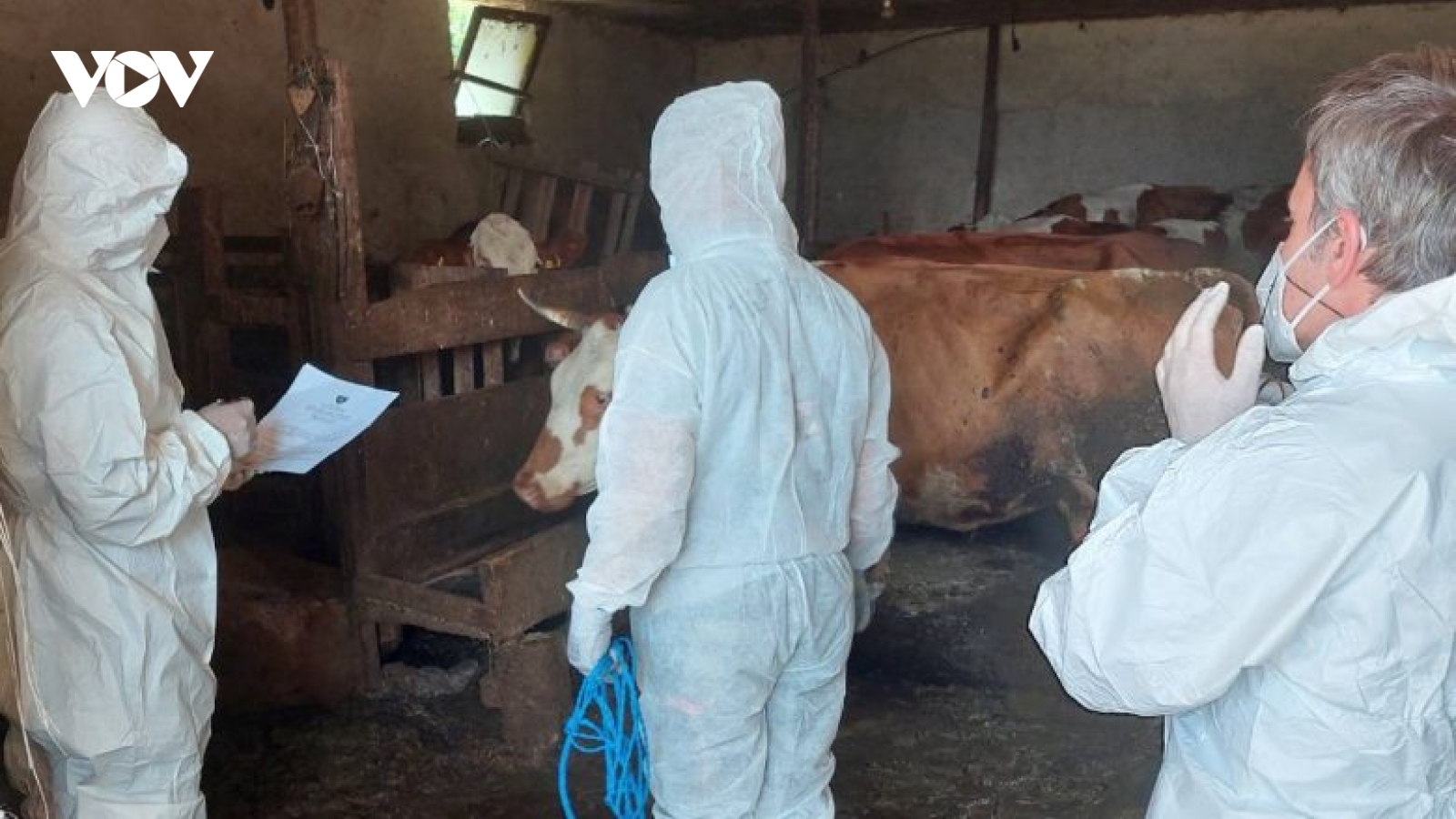 Slovakia và Hungary tiêu hủy hàng nghìn gia súc kiểm soát dịch lở mồm long móng