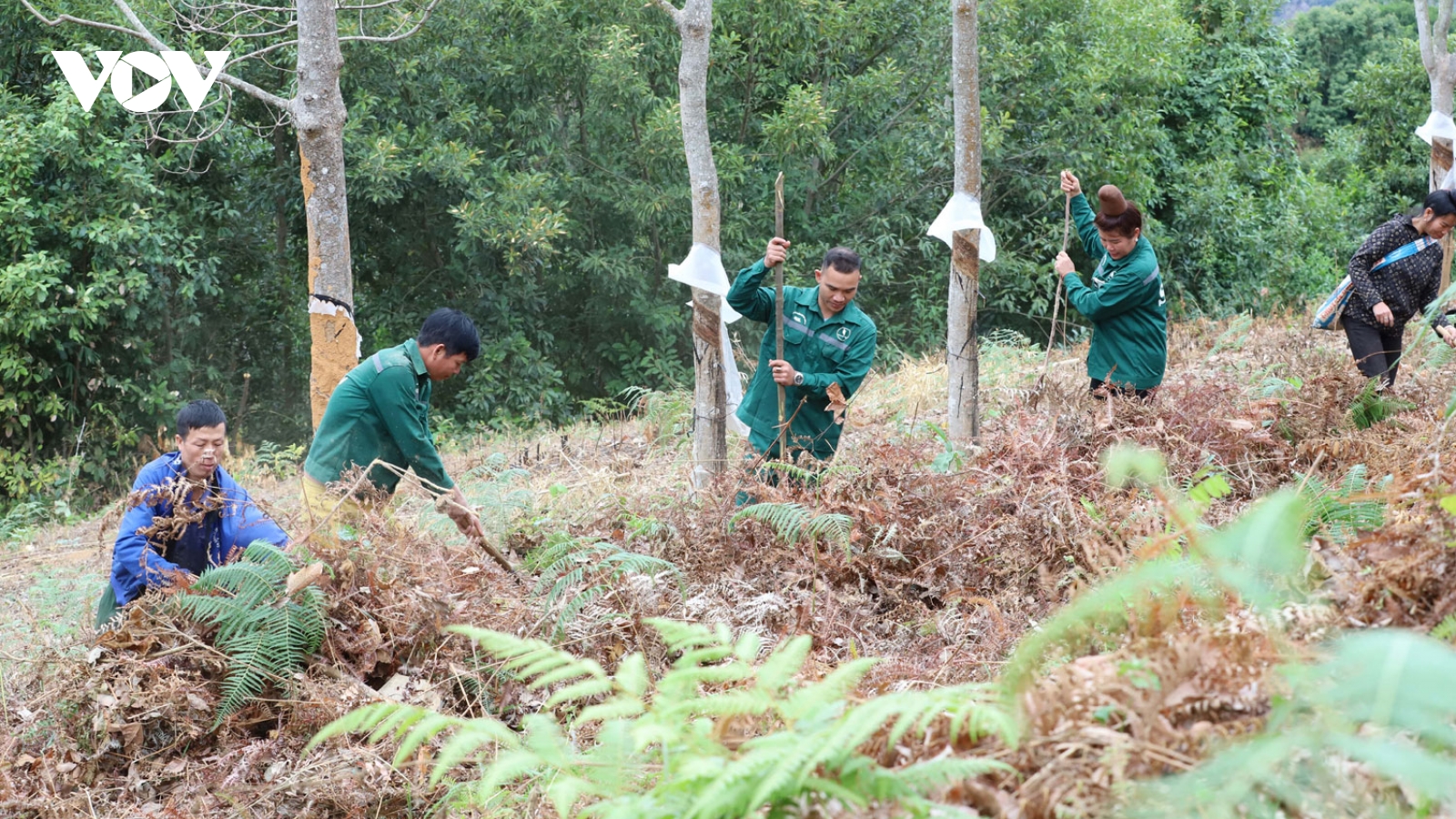 Tăng cường phòng, chống cháy rừng cao su ở Sơn La