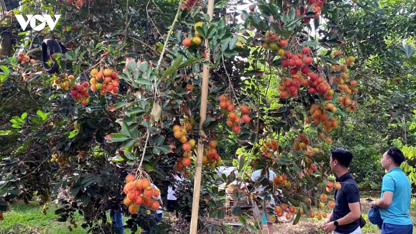 Chôm chôm trái mùa giá cao, nhà vườn Bến Tre phấn khởi