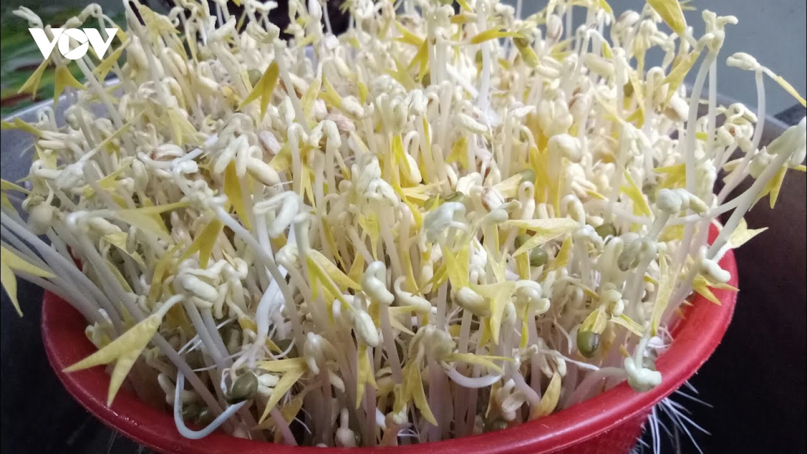 Lợi ích của giá đỗ không phải ai cũng biết