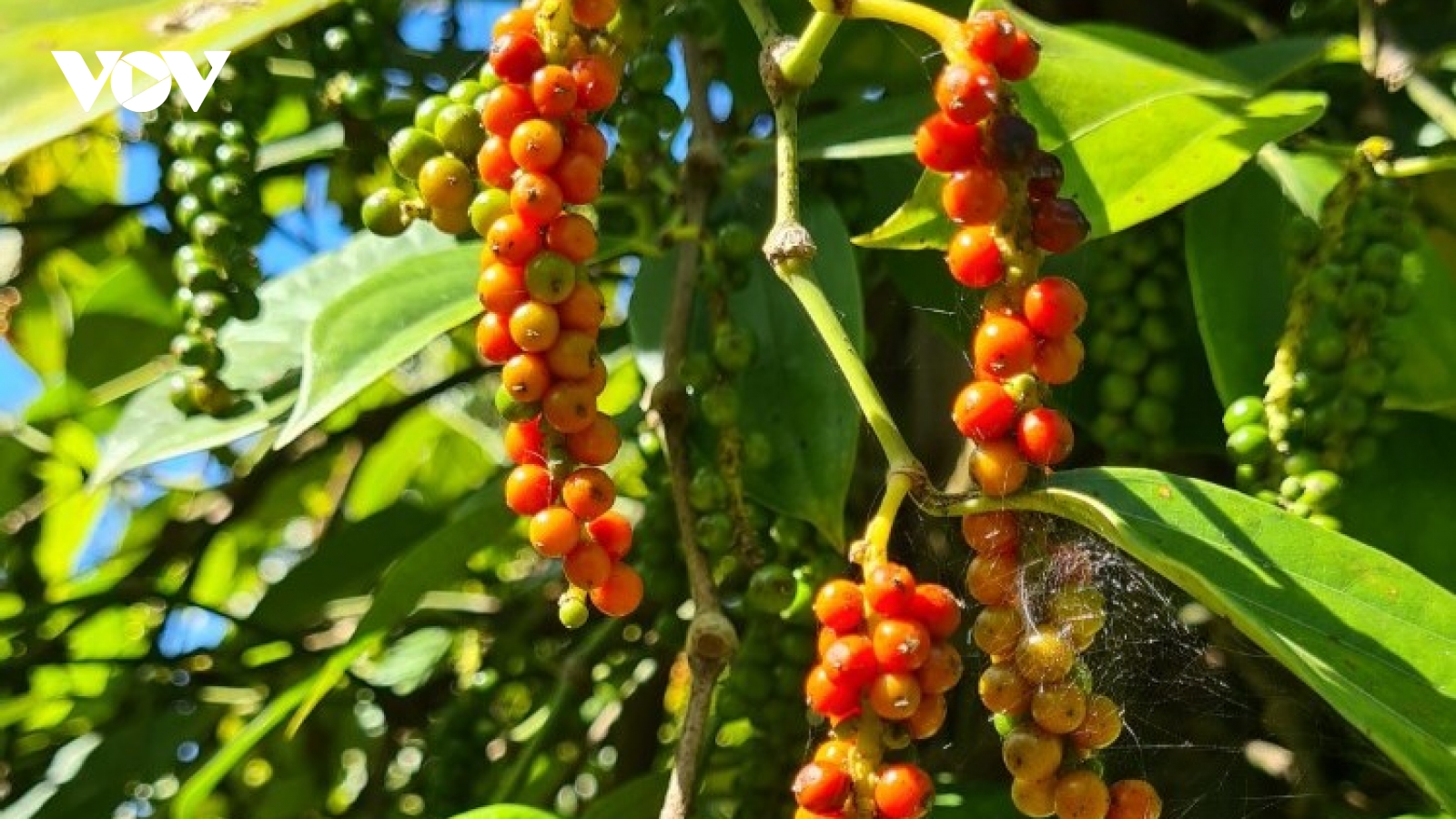 Nông dân Gia Lai phấn khởi khi giá hạt tiêu khô đạt mức 160.000 đồng/kg