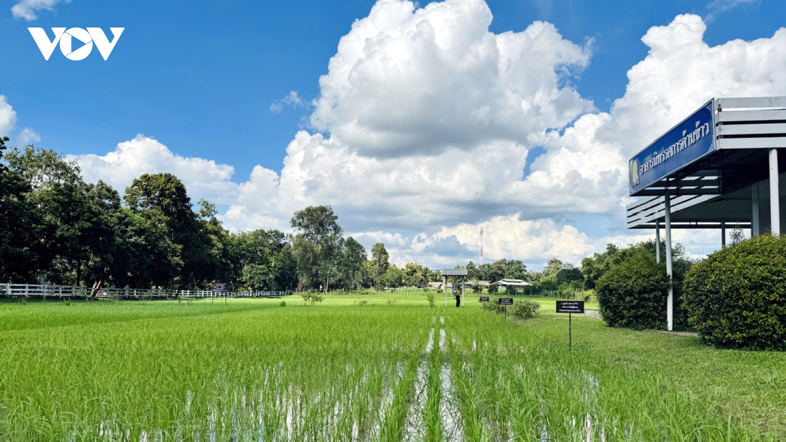 Gạo Thái Lan đối diện với nguy cơ thuế quan tăng cao từ Mỹ