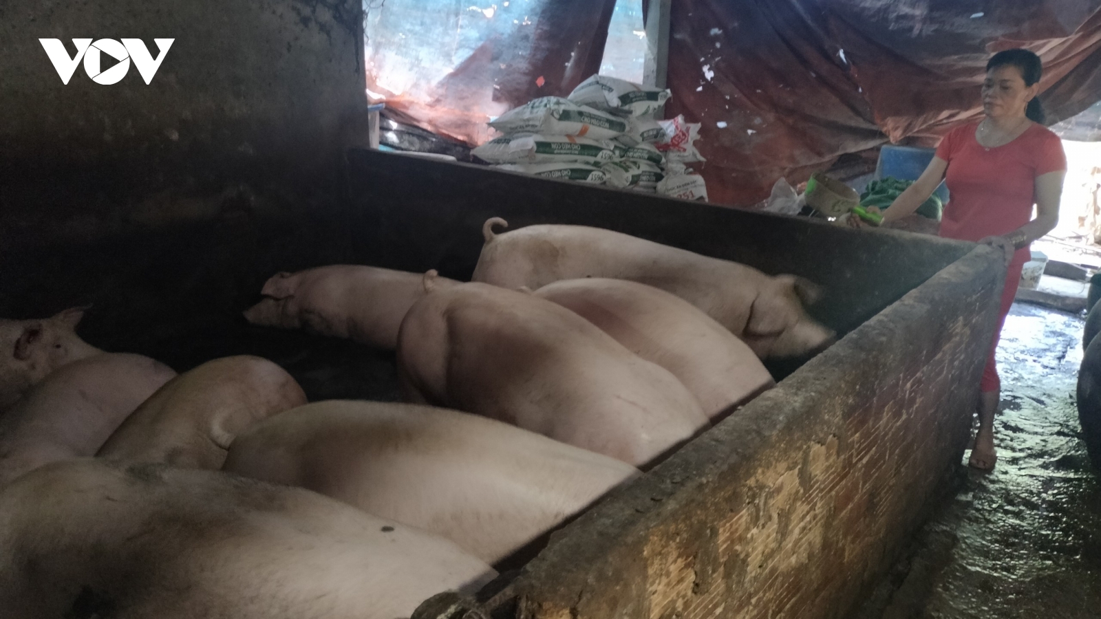 Giá heo hơi cao ngất, người chăn nuôi vẫn ngại tái đàn