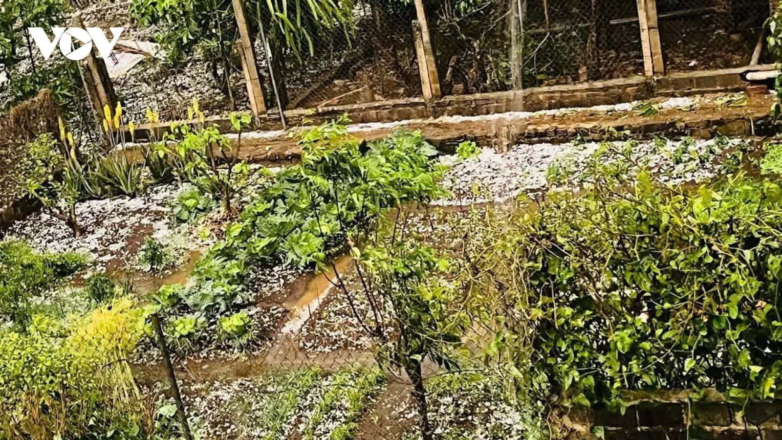 Ghi nhận thiệt hại do mưa đá tại Thuận Châu, Sơn La