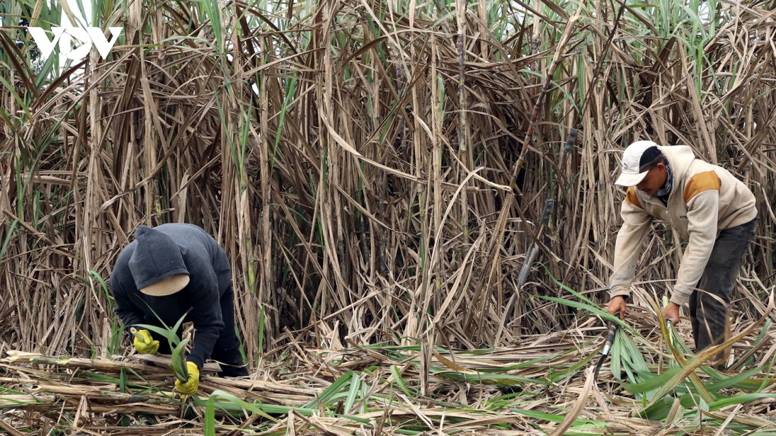 Trồng mía nguyên liệu cho nhà máy, nhiều hộ dân Đắk Lắk thu tiền tỷ mỗi năm