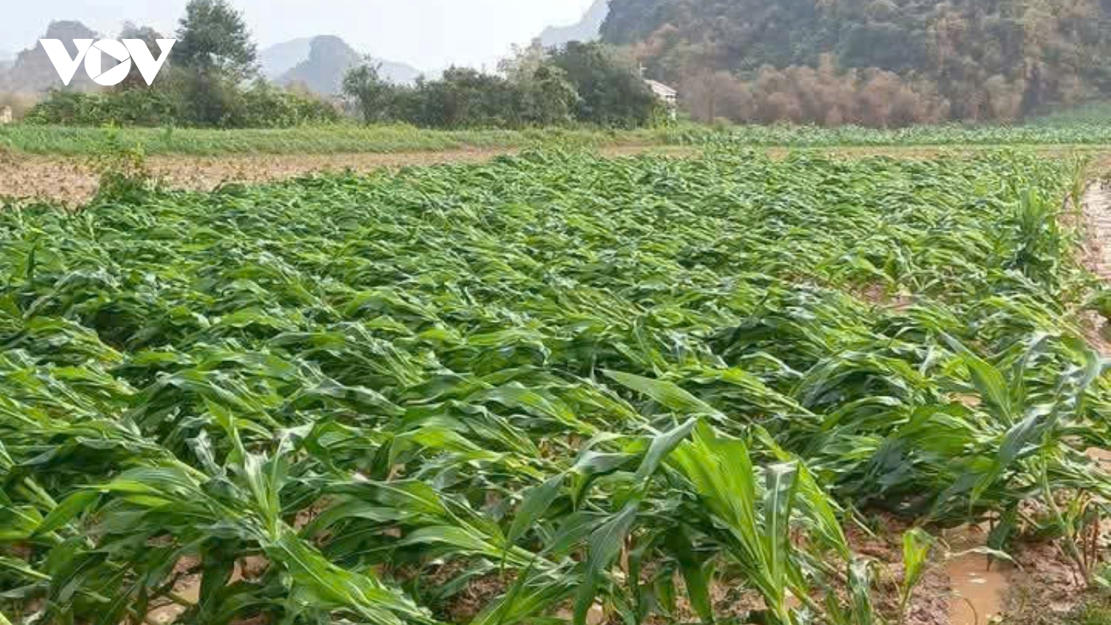 Mưa giông lốc xoáy, nhiều ruộng ngô ngã rạp ở Quảng Bình