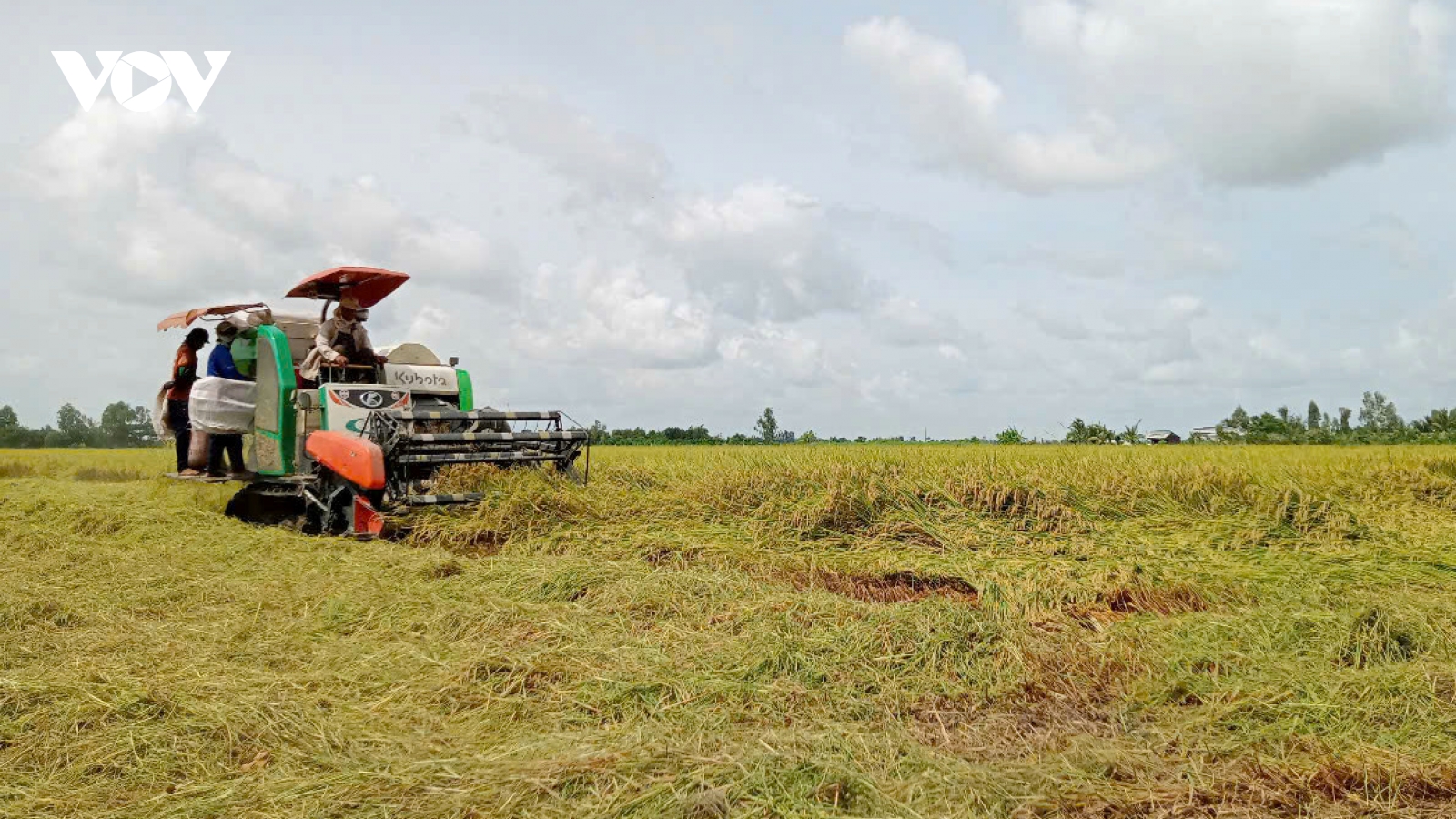 Liên kết sản xuất để xây dựng thương hiệu gạo
