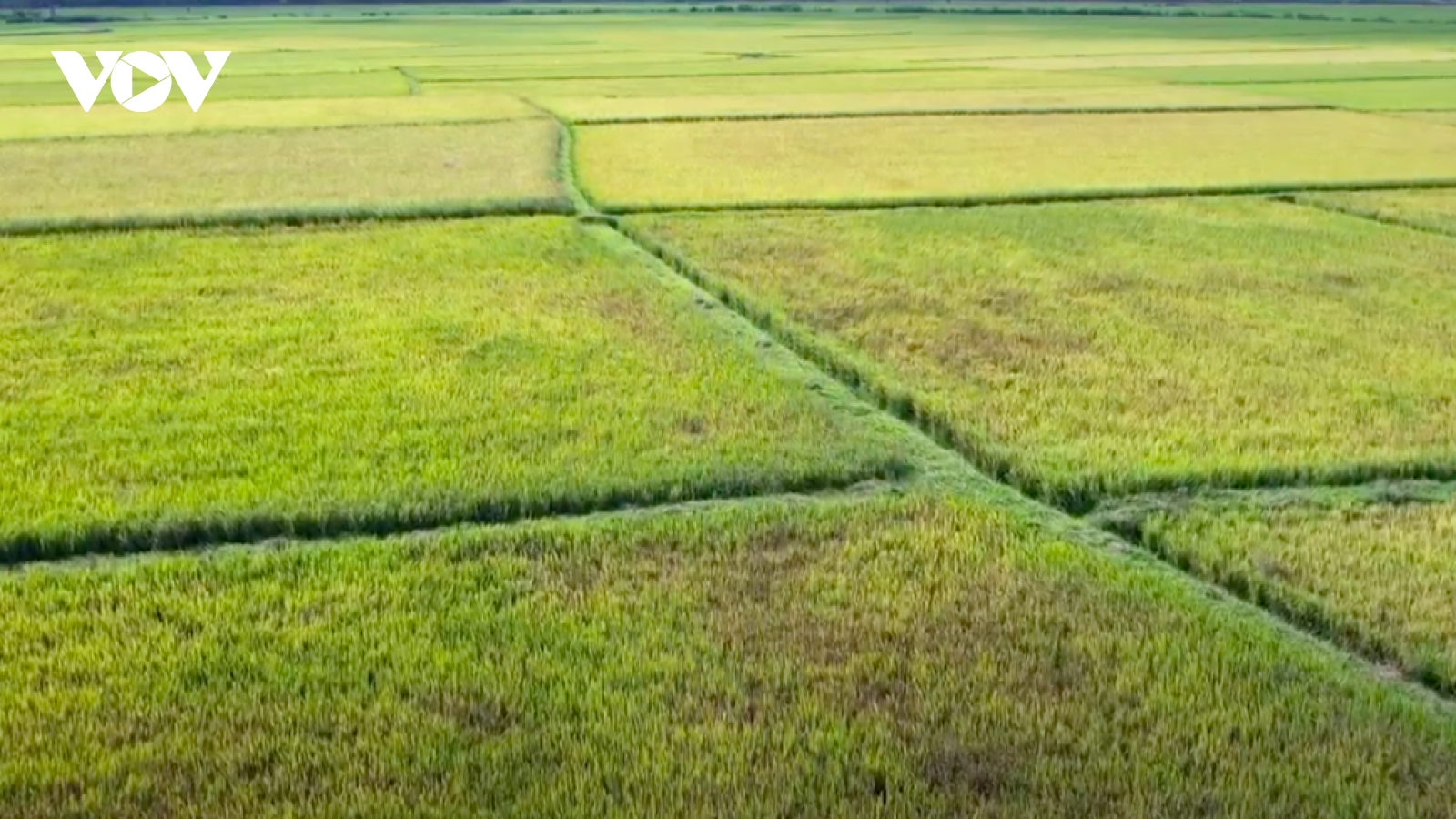 Nông dân Gia Lai bất lực nhìn lúa "chết khát"