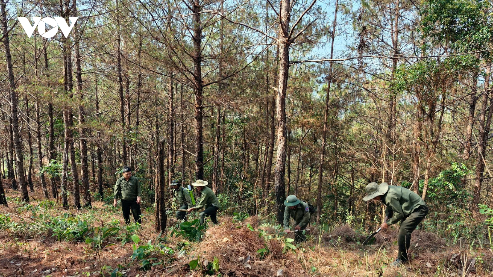 Gia Lai chủ động phòng chống cháy rừng giữa cao điểm mùa khô