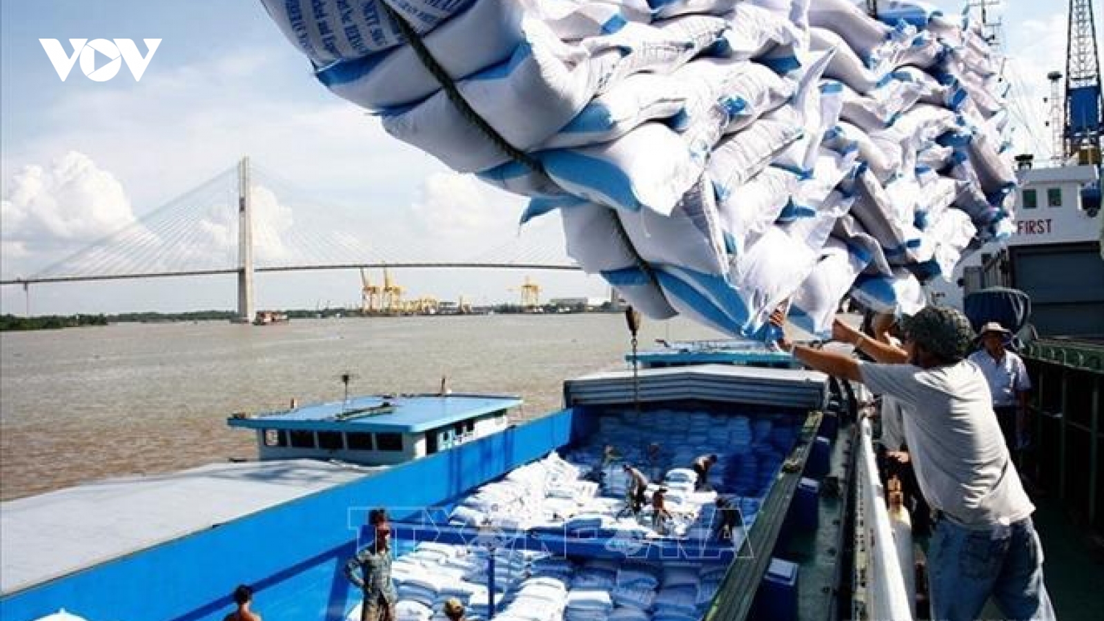Giải bài toán trồi sụt của xuất khẩu gạo