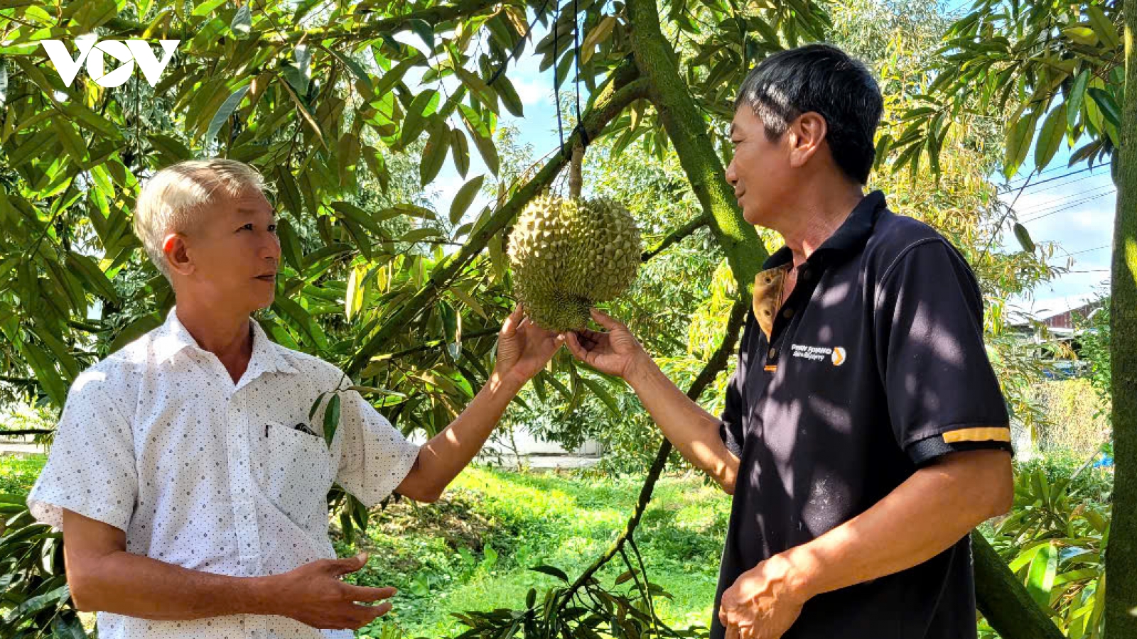 Tiền Giang quyết tâm bảo vệ vườn cây sầu riêng trong cao điểm hạn mặn