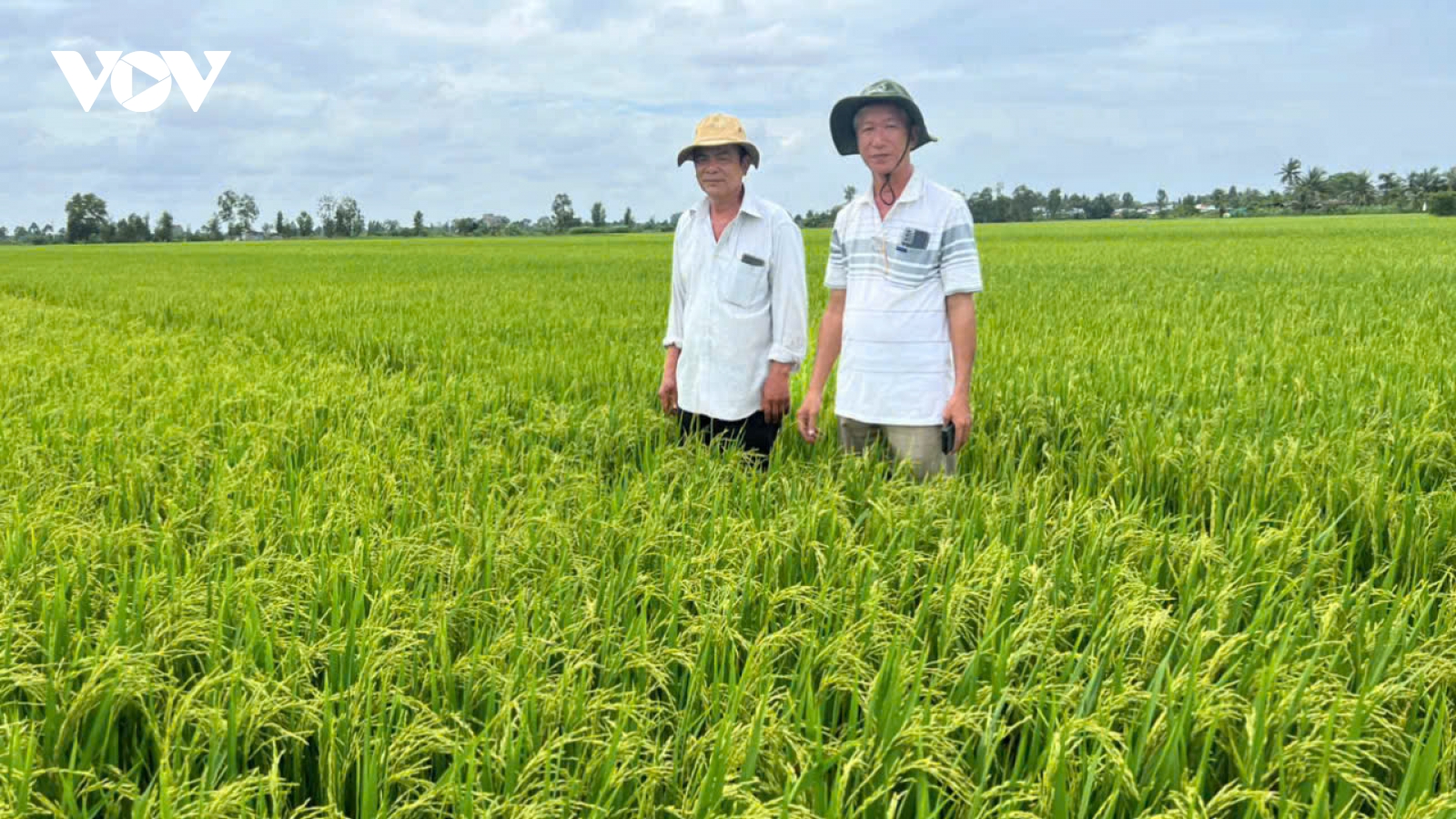 Tiền Giang quy hoạch hơn 20.780 ha sản xuất lúa chất lượng cao