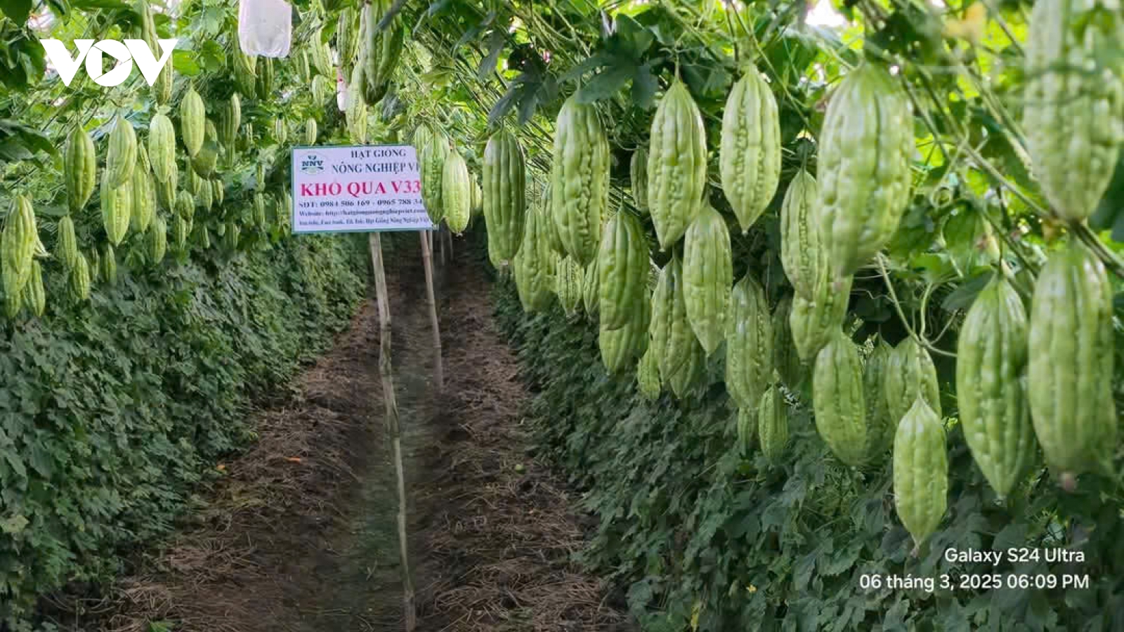 Nhiều khu vực ở Tiền Giang “thoát” hạn mặn, sản xuất, đời sống người dân ổn định