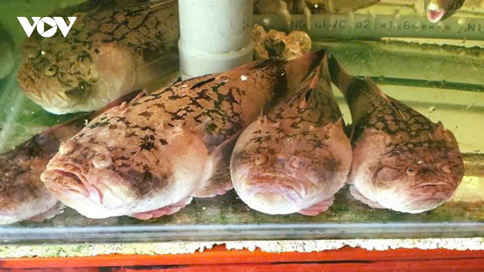 Độc lạ loài cá bùng binh nghe tên như ở chốn cung đình