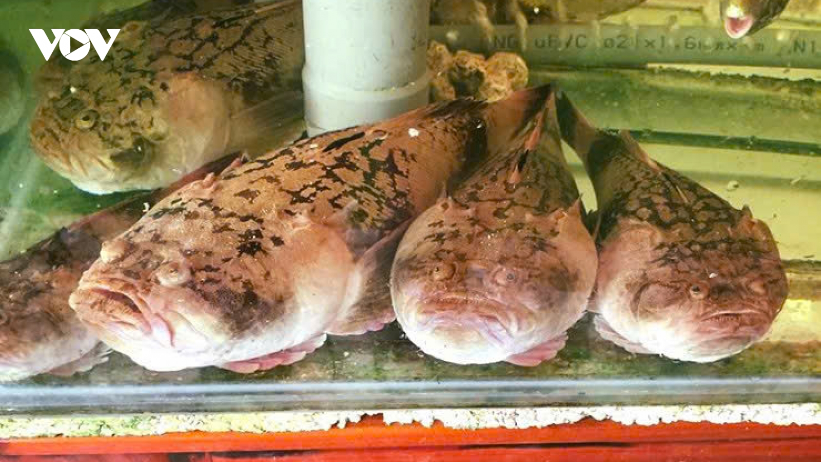 Độc lạ loài cá bùng binh nghe tên như ở chốn cung đình