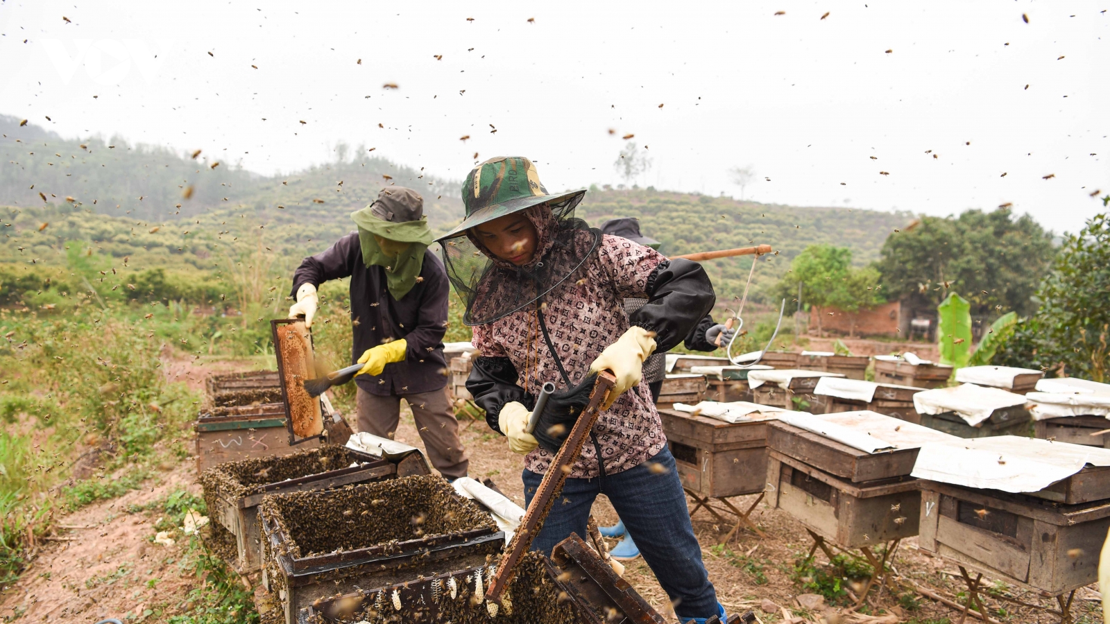 Mật ong hoa vải ở Bắc Giang được mùa, được giá