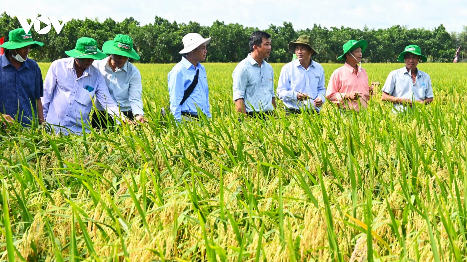 Doanh nghiệp quốc tế cùng nông dân ĐBSCL hợp tác phát triển lúa bền vững