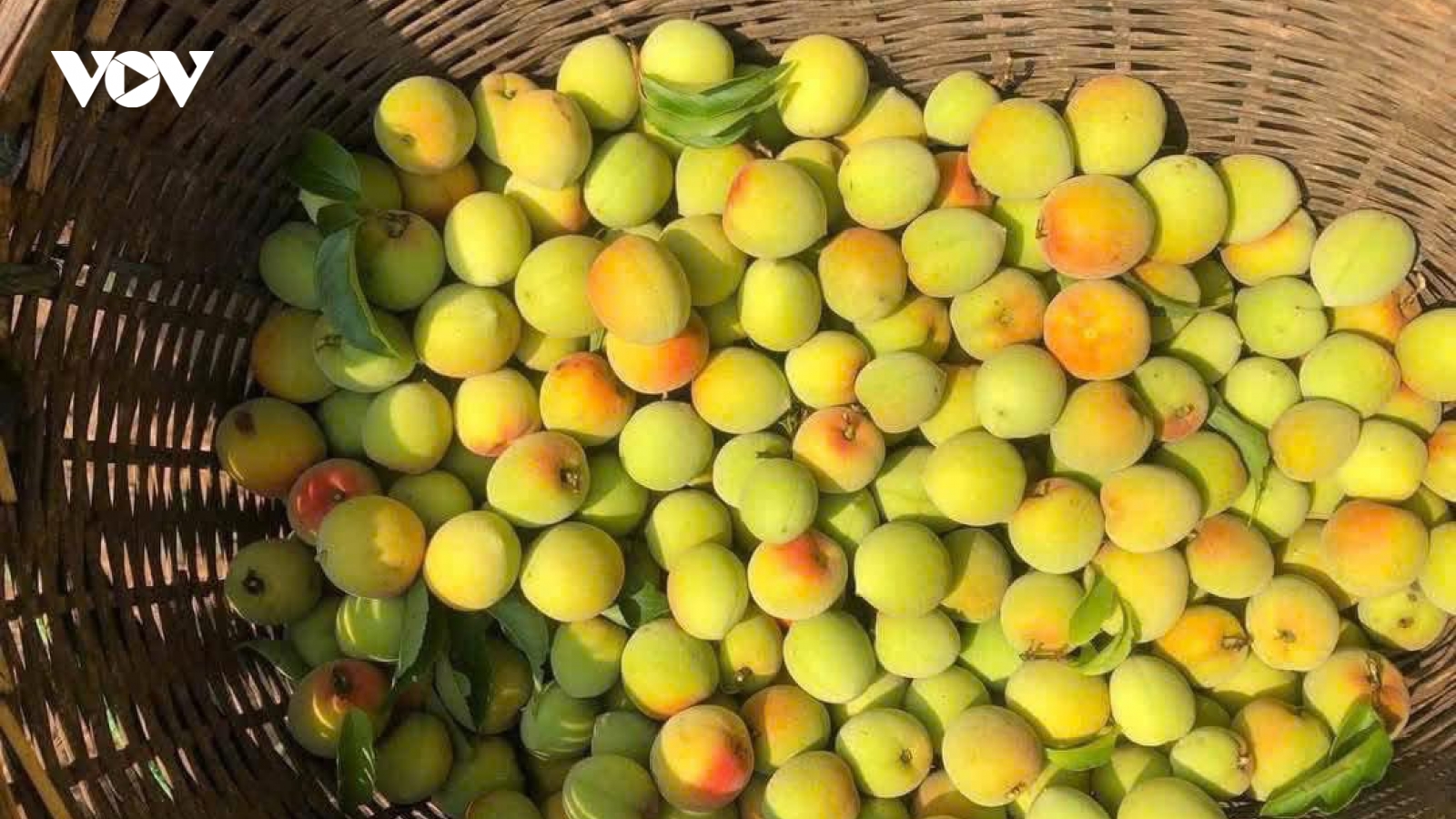 Loại quả vừa thơm vừa tốt cho sức khỏe, vào mùa bán đầy chợ, giá rẻ như cho