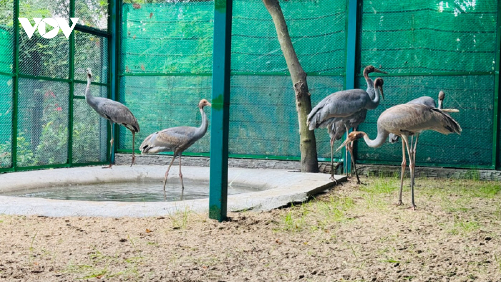 Sếu vận chuyển bằng máy bay từ Thái Lan về Việt Nam đang phục hồi tốt