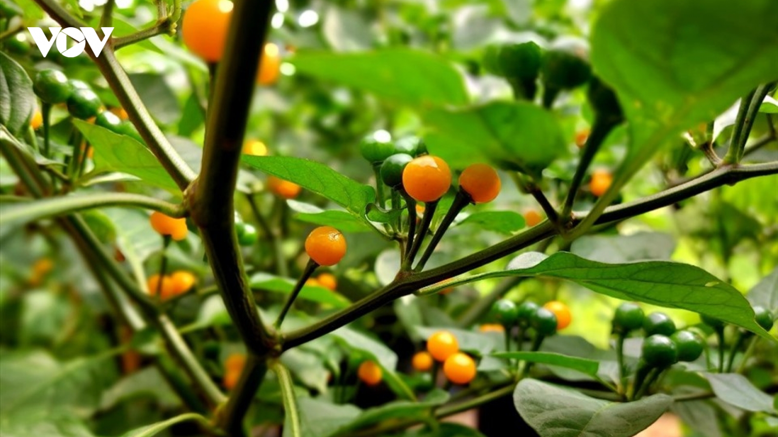 Loại ớt đắt nhất thế giới, giá nửa tỷ đồng/kg được trồng làm cảnh ở Việt Nam